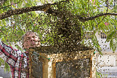 Abeille domestique (Apis mellifera), Nicolas Géant apiculteur à Paris, récupérant un essaim dans le jardin du musée de la mode, Square Galliera, Paris, France