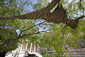 Honey Bee (Apis mellifera) in the Galliera museum garden, Swarm. Paris, France