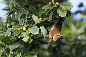 Eurasian Red Squirrel (Sciurus vulgaris) eating acorn, Paris surrounding, France