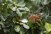 Eurasian Red Squirrel (Sciurus vulgaris) eating acorn, Paris surrounding, France