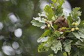 Eurasian Red Squirrel (Sciurus vulgaris) eating acorn, Paris surrounding, France