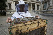 Abeille domestique (Apis mellifera), Nicolas Géant apiculteur à Paris, récupérant un essaim dans le jardin du musée de la mode, Square Galliera, Paris, France