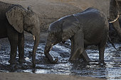 African Elephant (Loxodonta africana) having bath at water hole, Hwange National Park, Zimbabwe