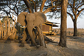 African Elephant (Loxodonta africana) at the Hwange main camp (African Bush camp) charging, Hwange National Park, Zimbabwe