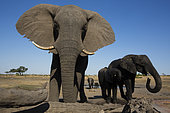 African Elephant (Loxodonta africana), Hwange National Park, Zimbabwe