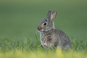 Rabbit (Oryctolagus cuniculus) juvenile, Burgundy, France