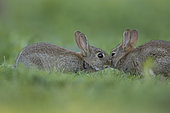 Rabbit (Oryctolagus cuniculus) juveniles, Burgundy, France