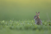 Rabbit (Oryctolagus cuniculus) juvenile, Burgundy, France
