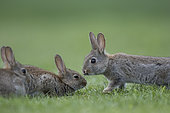 Rabbit (Oryctolagus cuniculus) juveniles, Burgundy, France