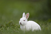 Rabbit (Oryctolagus cuniculus) juvenile albino, Burgundy, France