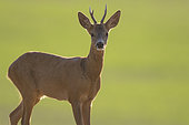 Roe deer (Capreolus capreolus) Buck, Burgundy, France