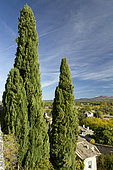 Mediterranean cypress (Cupressus sempervirens) at Grignan, Drome, France