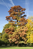 Bald cypress (Taxodium distichum)