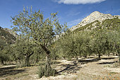 Olive trees (Olea europaea) Buis-les-Baronnies, Drôme, France