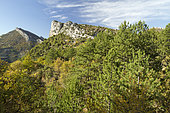 Black pine (Pinus nigra) and downy oak (Quercus pubescens), Adret d'Ubrieux, Buis-les-Baronnies, Drôme, France