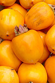 Japanese persimmon (Diospyros kaki) 'Costata'