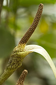 Sand forest arum (Gonatopus boivinii)