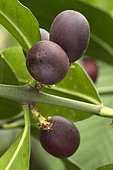 Bushman´s poison (Acokanthera oblongifolia)