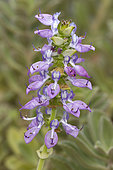 Spurflower (Plectranthus pentheri)