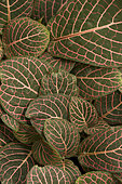 Plante mosaïque (Fittonia albivenis). Syn.: Fittonia verschaffeltii