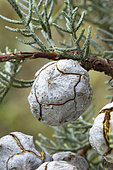 Smooth Arizona cypress (Cupressus glabra). Syn.: Cupressus arizonica var. glabra