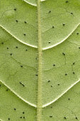 Dotted wild coffee (Psychotria punctata) Foliar bacterial nodules