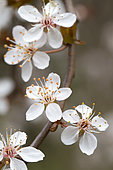 Purple-leaved plum (Prunus cerasifera) 'Pissardii'
