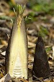 Young shoot from Moso bamboo (Phyllostachys edulis) Syn.: Phyllostachys pubescens