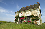 Rose (Rosa sp) on a small house surrounded by vineyards, Brissac-Quincé, Maine-et-Loire, France