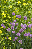 Chives (Allium schoenoprasum) et black mustard (Brassica nigra)