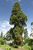 Séquoia géant (Sequoiadendron giganteum) à Blois, France