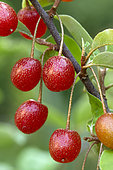 Cherry elaeagnus (Elaeagnus multiflora)