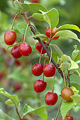 Cherry elaeagnus (Elaeagnus multiflora)