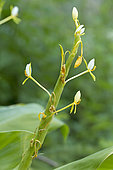 Java Ginger plant (Hedychium horsfieldii)