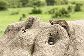 Banded Mango (Mungos mungo), troop on a termite mound in its territory, Masai-Mara Reserve, Kenya