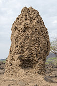 Old termite mound, Lake Magadi, Kenya