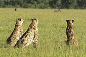 Cheetah (Acinonyx jubatus), female and her large young observing warthogs, Masai-Mara National Reserve, Kenya