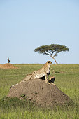 Cheetah (Acinonyx jubatus), female and her large youngs observing the plain, Masai-Mara National Reserve, Kenya