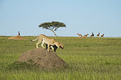 Cheetah (Acinonyx jubatus), female and her young hunted, Masai-Mara National Reserve, Kenya