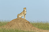 Cheetah (Acinonyx jubatus), female observing the plains, Masai-Mara National Reserve, Kenya