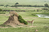 Cheetah (Acinonyx jubatus), immature, smelling markings on a termite mound near his mother, Masai-Mara National Reserve, Kenya