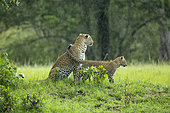 Léopard (Panthera pardus), femelle et son petit de 4/5 mois sous la pluie, Réserve nationale du Masai-Mara, Kenya