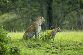 Leopard (Panthera pardus), female and her 4/5 month old baby in the rain, Masai-Mara National Reserve, Kenya