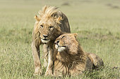 Lion (Panthera leo), tendresse entre 2 des mâles de la troupe, Réserve de Masai-Mara, Kenya