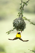 Layard's weaver (Ploceus cucullatus) male building his nest, Masai-Mara Reserve, Kenya