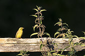 Yellowhammer (Emberiza citrinella) perched on a fence, England