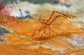 Shrimp (Hippolyte prideauxiana). Small Decapod of less than 1 cm that lives asosiado to the Rosy feather-star (Antedon bifida), Tenerife Marine invertebrates of the Canary Islands.