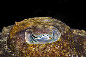Cuttlefish (Sepia officinalis), Tenerife, Marine invertebrates of the Canary Islands