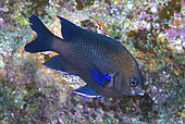 Blue-fin damselfish (Abudefduf luridus)n Tenerife, Fish of the Canary Islands,