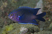 Blue-fin damselfish (Abudefduf luridus)n Tenerife, Fish of the Canary Islands,